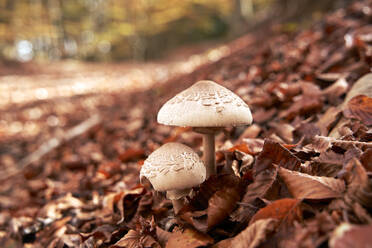 Mushrooms growing amidst fallen leaves in autumn forest - VEGF05259