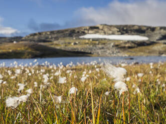 Cotton grass growing in Hardangervidda plateau - HUSF00234