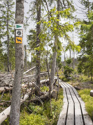 Hiking trail markings in front of boardwalk stretching past bunch of fallen trees - HUSF00244