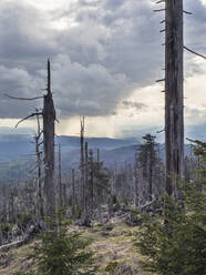 Storm clouds over burnt forest - HUSF00245