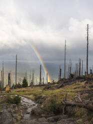 Regenbogen im Bogen über verbranntem Wald - HUSF00246