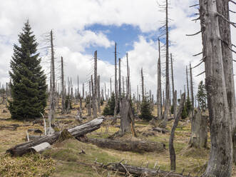 Kahle Bäume nach Waldbrand verwüstet - HUSF00247