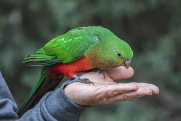 Tourist feeding king parrot on hand - FOF12422