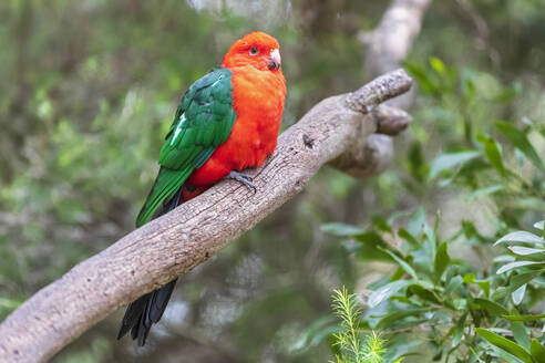 Australischer Königspapagei (Alisterus scapularis) auf einem Ast sitzend - FOF12426