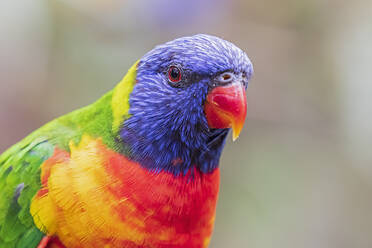 Portrait of rainbow lorikeet (Trichoglossus moluccanus) - FOF12429