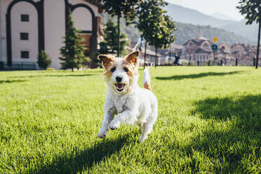 Jack Russell Terrier Hund läuft auf Rasen an einem sonnigen Tag - OMIF00259