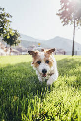 Fröhlicher Jack Russell Terrier Hund, der im Gras läuft - OMIF00261