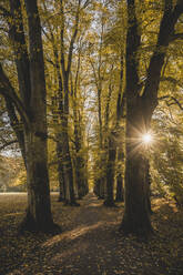 Deutschland, Hamburg, Sonne, die durch die Zweige der Herbstbäume im Hirschpark scheint - KEBF02102