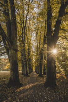 Deutschland, Hamburg, Sonne, die durch die Zweige der Herbstbäume im Hirschpark scheint - KEBF02102