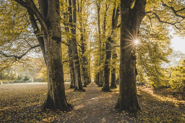 Deutschland, Hamburg, Sonne, die durch die Zweige der Herbstbäume im Hirschpark scheint - KEBF02103