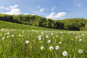 Wildflower meadow with dandelions at Urft Valley - GWF07282