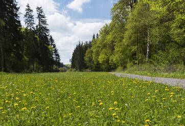 Leerer Fußweg an der Blumenwiese im Urfttal an einem sonnigen Tag - GWF07283