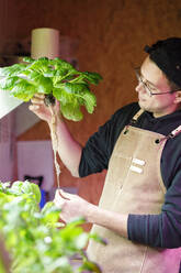 Chefkoch prüft Wurzeln von Gemüsepflanzen im Kräutergarten des Restaurants - IFRF01298