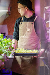 Chef holding vegetables in tray at restaurant greenhouse - IFRF01302