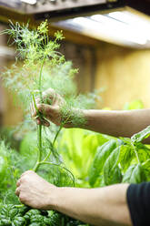Chefkoch hält Kräuterpflanze im Gemüsegarten des Restaurants - IFRF01312