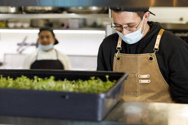 Koch mit Gesichtsschutzmaske bei der Arbeit im Restaurant - IFRF01331