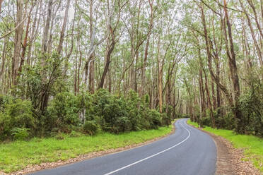 Der Abschnitt der Great Ocean Road führt durch grünen Wald - FOF12460