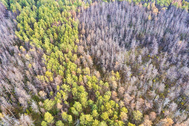 Ukraine, Oblast Kiew, Tschernobyl, Luftaufnahme von Waldbäumen, die nach einem Waldbrand wieder nachwachsen - SMAF02013