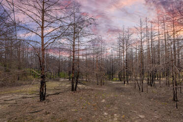 Ukraine, Kyiv Oblast, Chernobyl, Burns trees after forest fire at dusk - SMAF02019