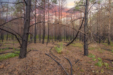 Ukraine, Kyiv Oblast, Chernobyl, Burns trees after forest fire at dusk - SMAF02044