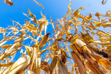 Maize growing in summer field - SMAF02049