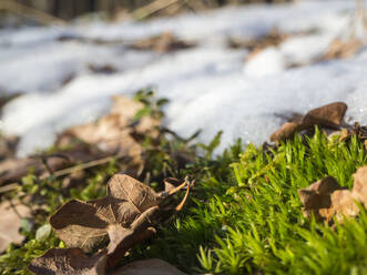 Fallen leaves on snow-covered moss - HUSF00251