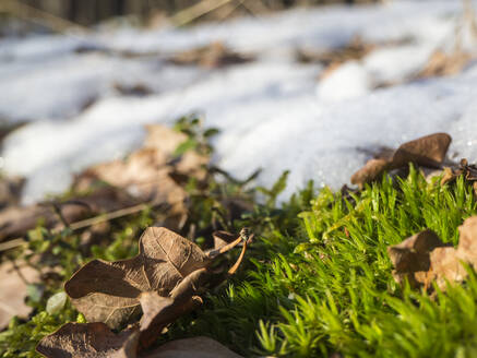Gefallene Blätter auf schneebedecktem Moos - HUSF00251