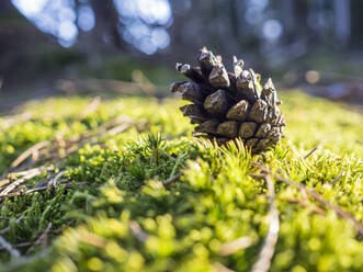 Einzelner Kiefernzapfen auf bemoostem Waldboden liegend - HUSF00253