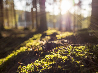 Moosbewachsener Waldboden im Licht der untergehenden Sonne - HUSF00255