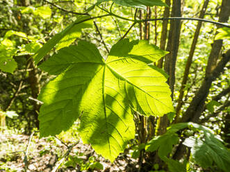 Close-up of green leaf growing on branch - HUSF00257