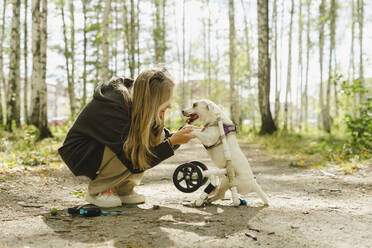Mädchen hält Pfoten eines behinderten Hundes in einem Birkenwäldchen - SEAF00309
