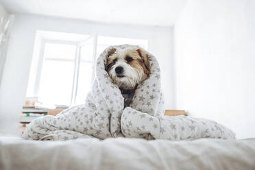 Jack-Russell-Terrier-Hund, eingewickelt in eine Decke, sitzt auf dem Bett zu Hause - OMIF00328