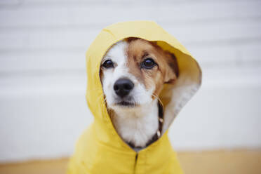 Cute dog wearing yellow raincoat - EBBF05182
