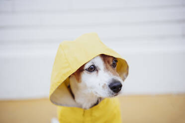 Jack Russell Hund mit gelbem Regenmantel - EBBF05183