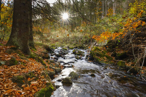 Radau river flowing through Harz National Park in autumn - WIF04480