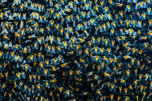 Vollbild Hintergrund der großen Gruppe von wilden schwarzen und gelben Bienen zusammen in Schwarm gesammelt - ADSF33031