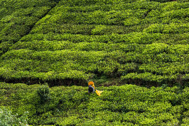 Hohe Winkel von unerkennbaren Person arbeiten auf lebendige grüne Teeplantage mit gekrümmten Weg in der Landschaft von Sri Lanka - ADSF33032