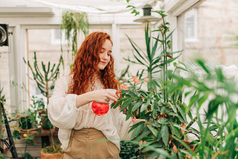 Gelassene rothaarige Frau, die Wasser aus einer Flasche im Haus auf die Blätter einer Topfpflanze sprüht - ADSF33084