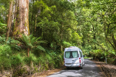 Van geparkt entlang der Waldstrecke der Great Ocean Road - FOF12462