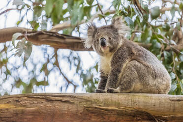 Koala (Phascolarctos cinereus) sitting on tree branch - FOF12466