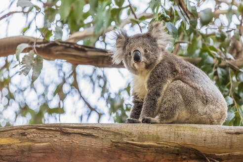 Koala (Phascolarctos cinereus) auf einem Ast sitzend - FOF12466