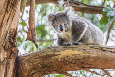 Koala (Phascolarctos cinereus) sitting on tree branch and looking down at camera - FOF12467