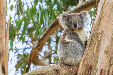 Koala (Phascolarctos cinereus), der auf einem Ast sitzt und direkt in die Kamera schaut - FOF12468