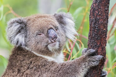 Portrait of koala (Phascolarctos cinereus) - FOF12469