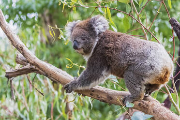 Koala (Phascolarctos cinereus) climbing tree branch - FOF12470