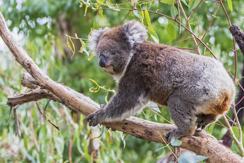 Koala (Phascolarctos cinereus) klettert auf einen Ast - FOF12470