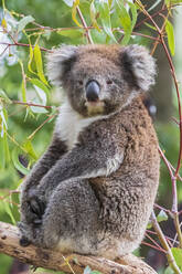 Portrait of koala (Phascolarctos cinereus) sitting on tree branch - FOF12471