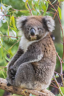Porträt eines Koalas (Phascolarctos cinereus), der auf einem Baumzweig sitzt - FOF12471