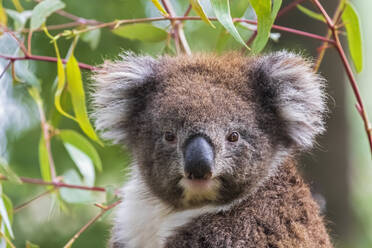 Portrait of koala (Phascolarctos cinereus) looking straight at camera - FOF12472