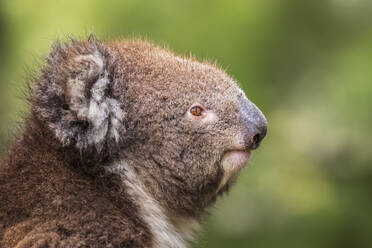 Porträt eines Koalas (Phascolarctos cinereus), der wegschaut - FOF12473